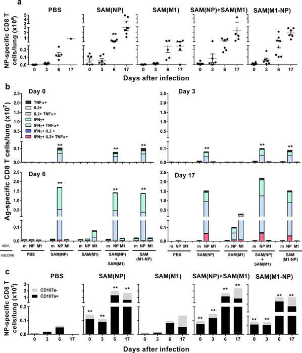 MHC Pentamers used by team at GSK to study mRNA vaccines that can protect against several Flu strains